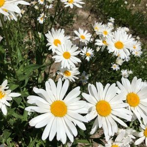 Meet your Posher, Mya